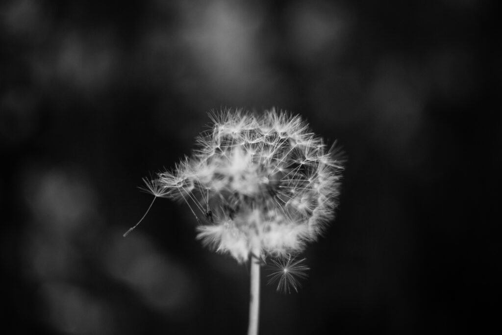 flower blowing in the wind