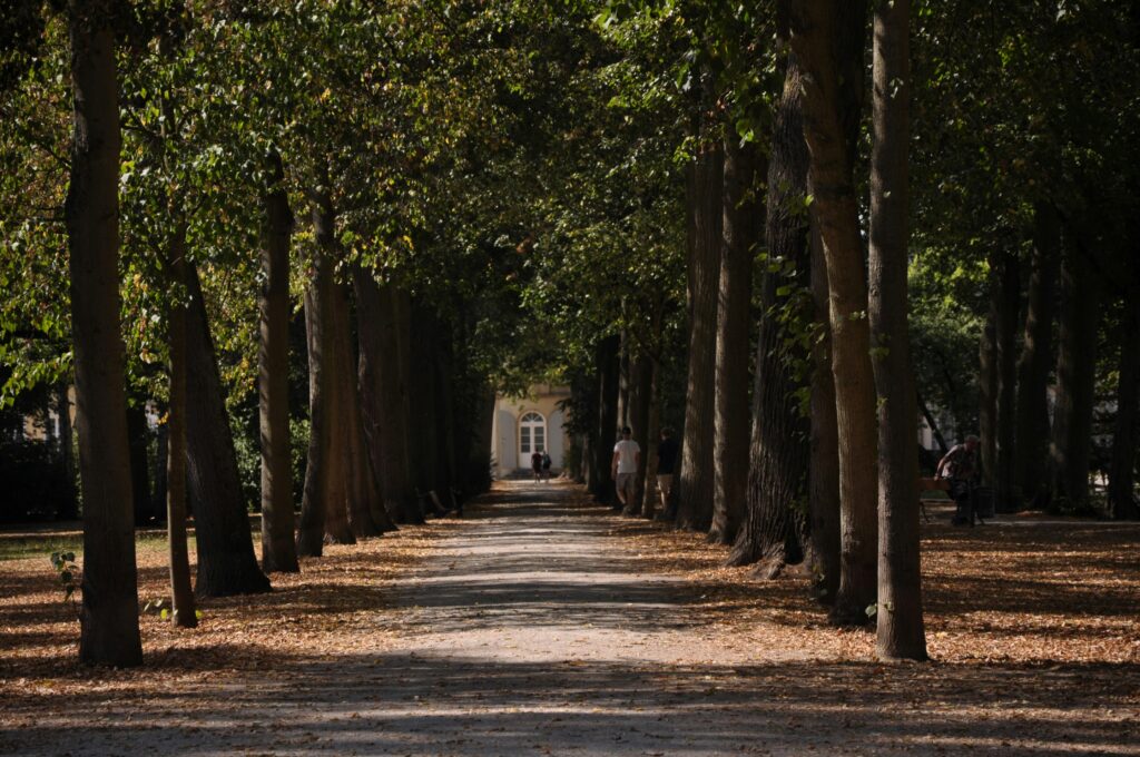 long, tree-lined promenade in summer with sun slitted through the trees