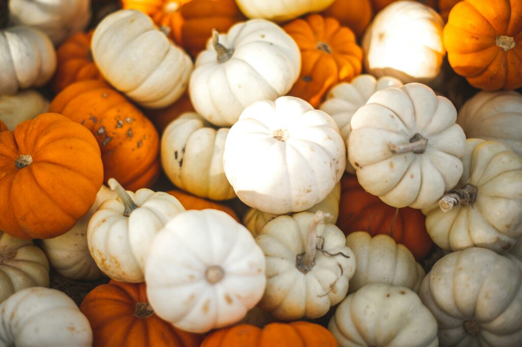 many pumpkins and gourds filling the screen, many of them are orange and white