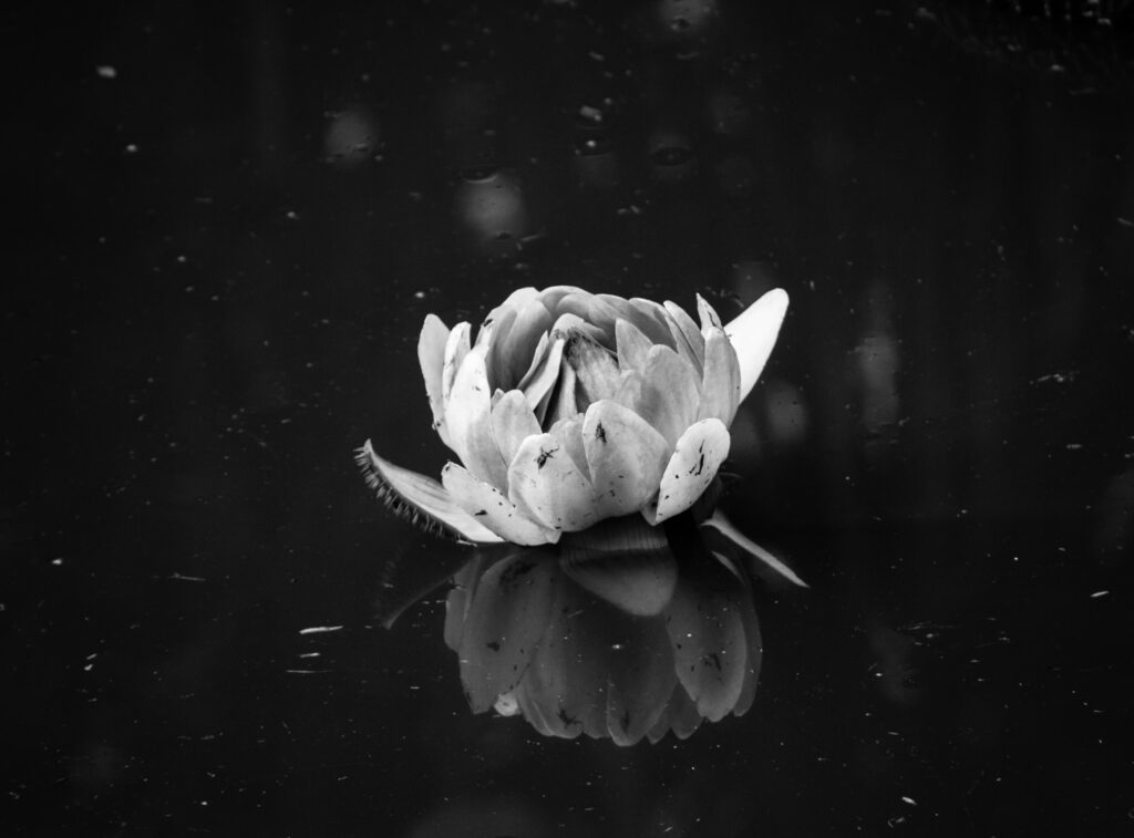 black and white flower sitting in a pool of watear