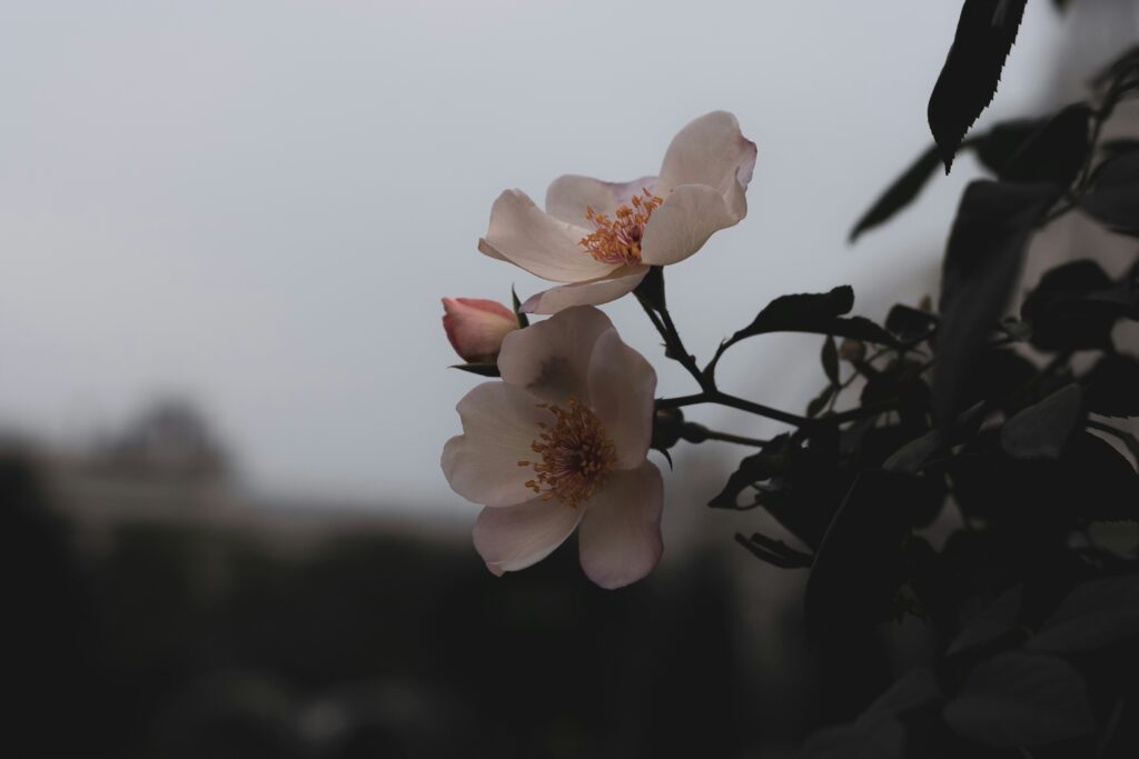 two orchids zoomed in with a foggy and dark background